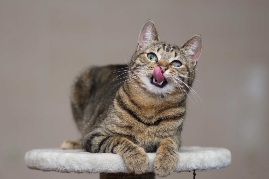 Метис табби кошка