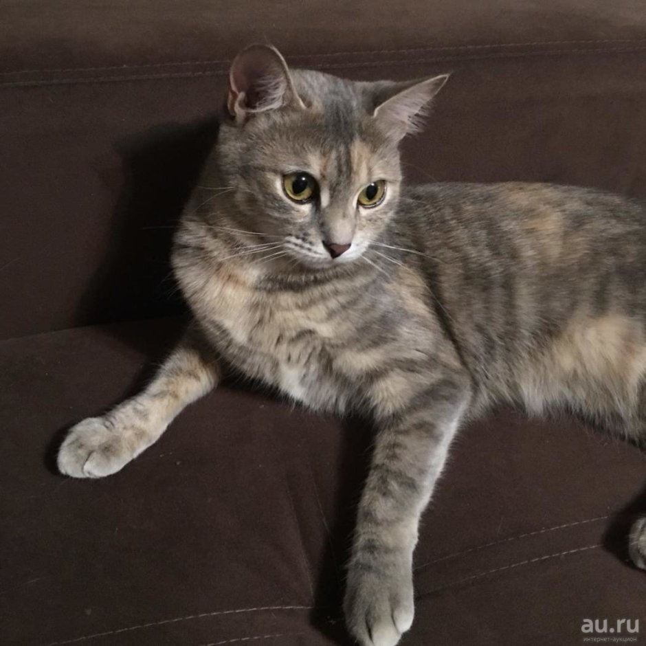 Абаканская кошка