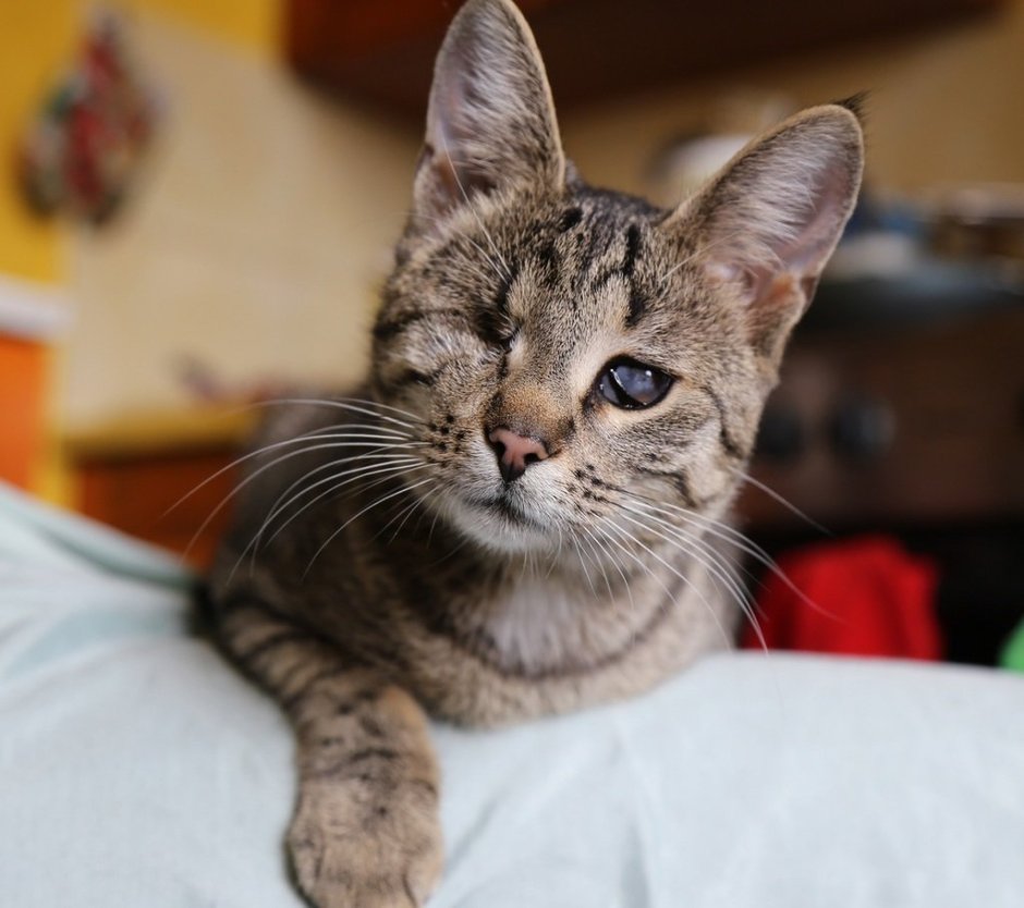 Кот породы метис
