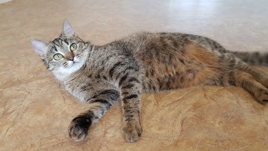Метис кот