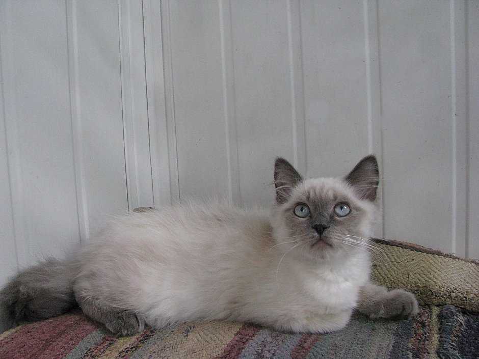 Метис кот