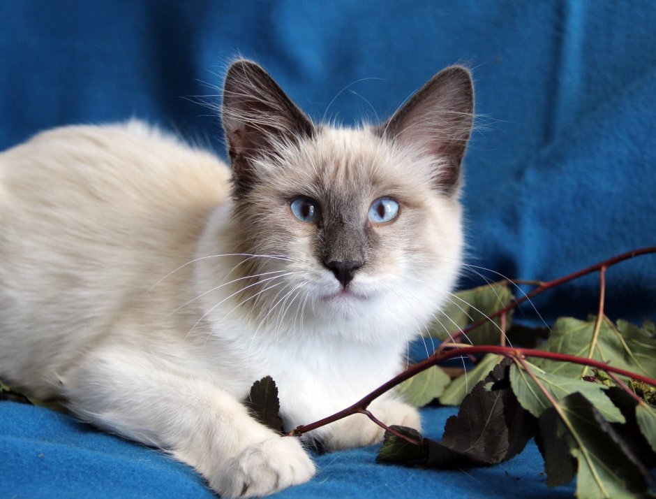 Кот Амур