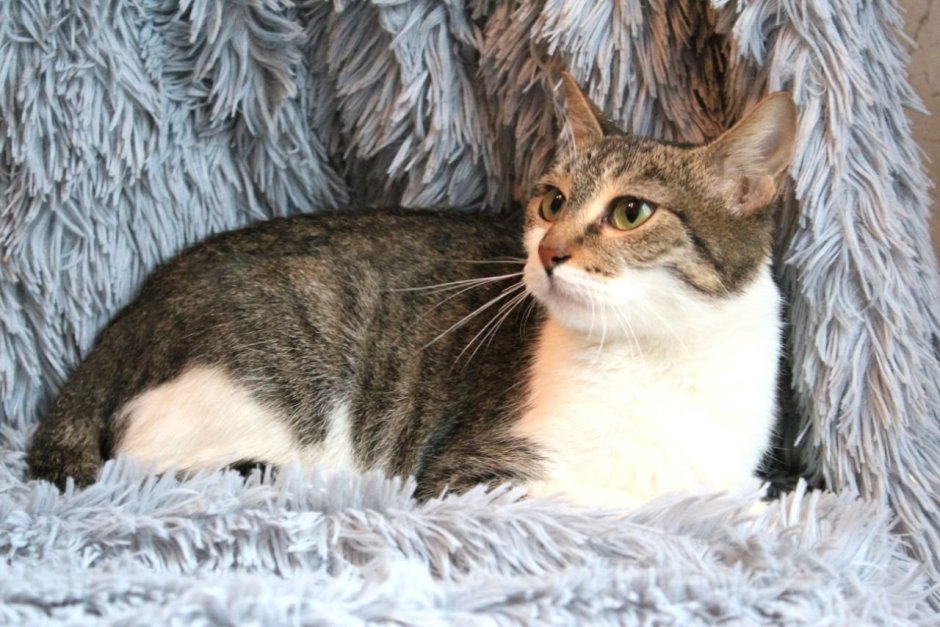Метис кот