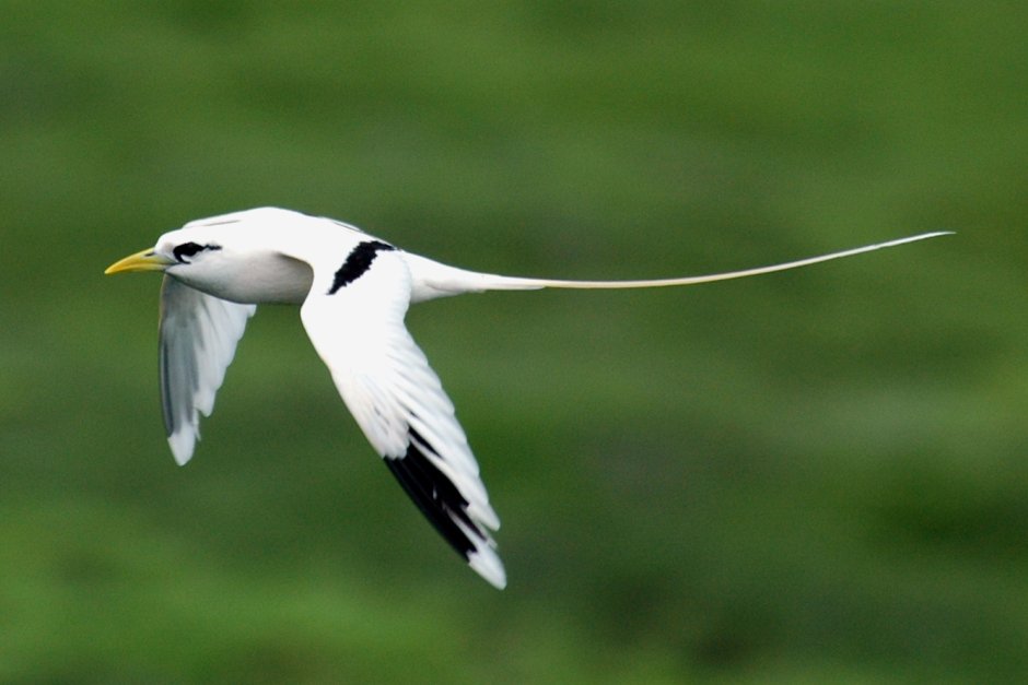 Phaethon lepturus