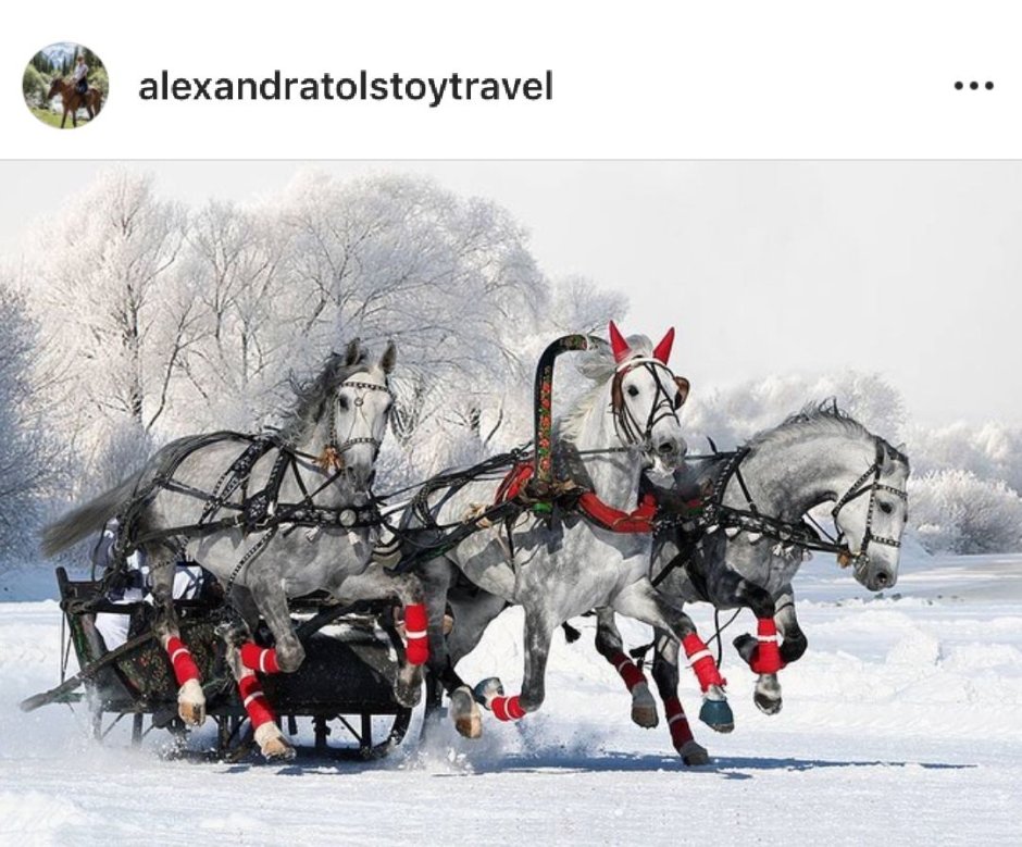 Красивая тройка лошадей