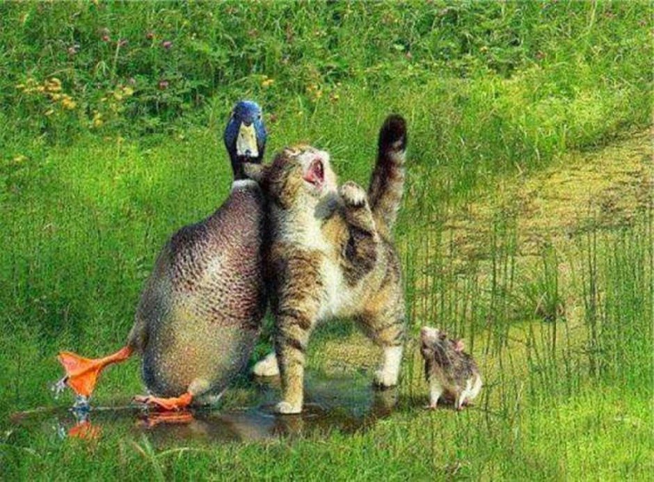 Кот гуся