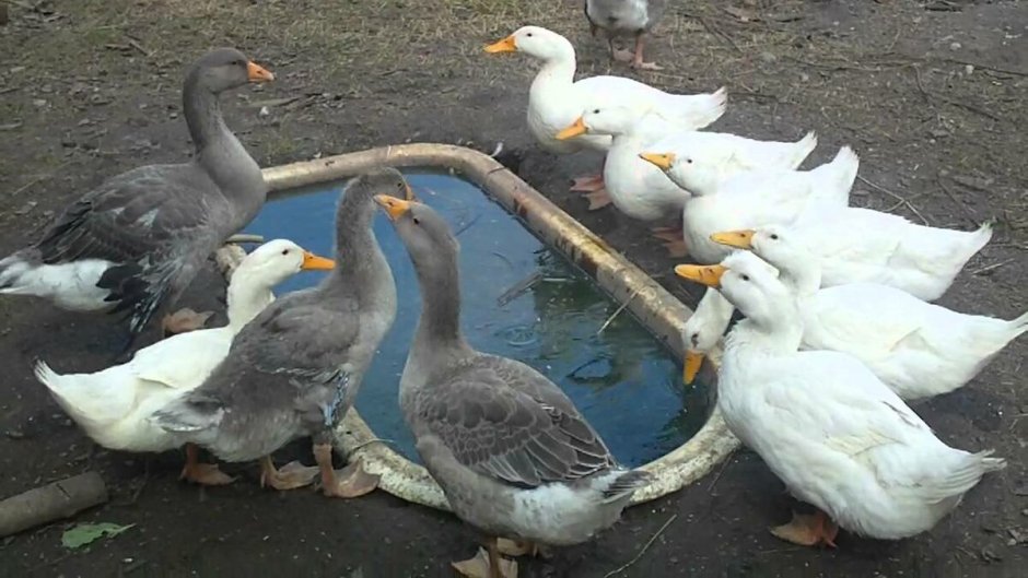Для уток и гусей