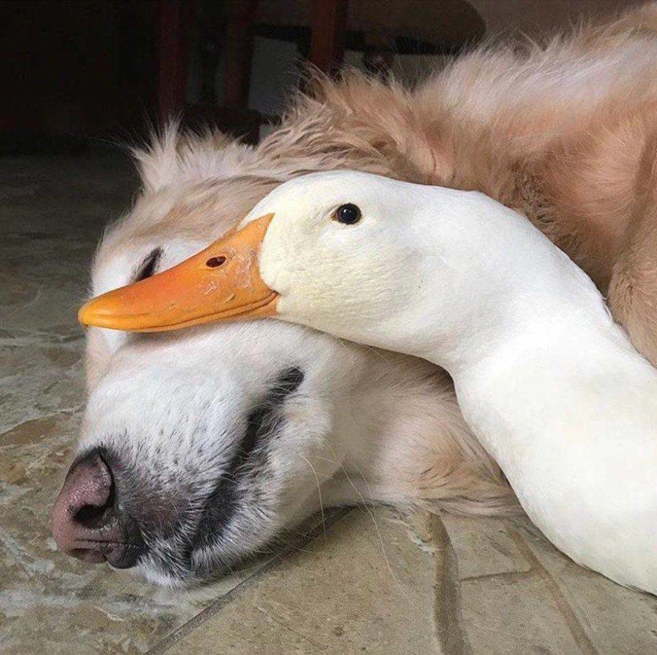 Смешной Гусь
