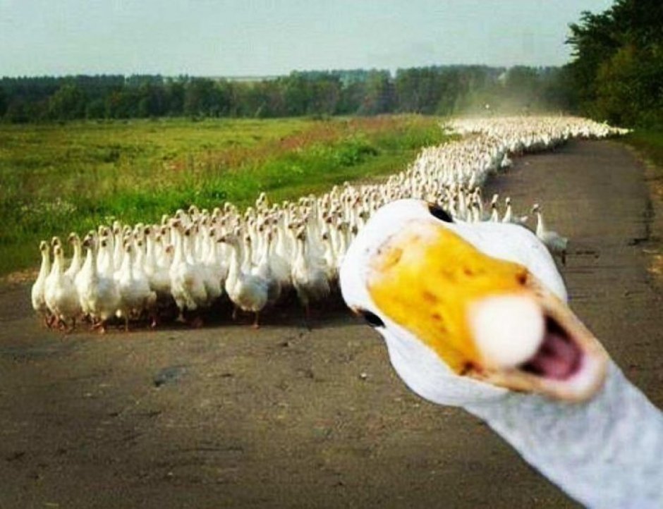 Гусь убегает
