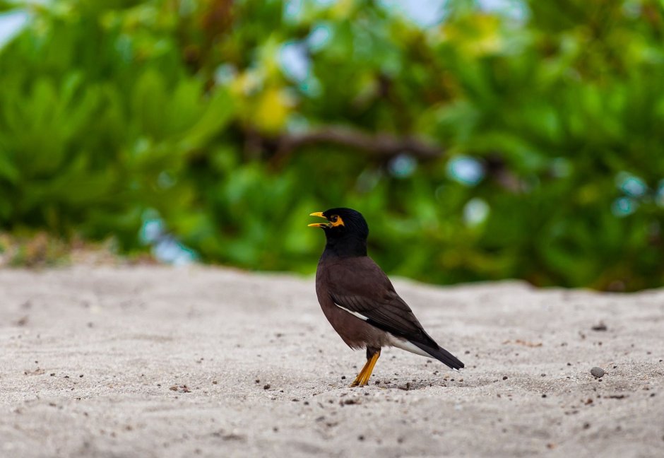 Myna Bird