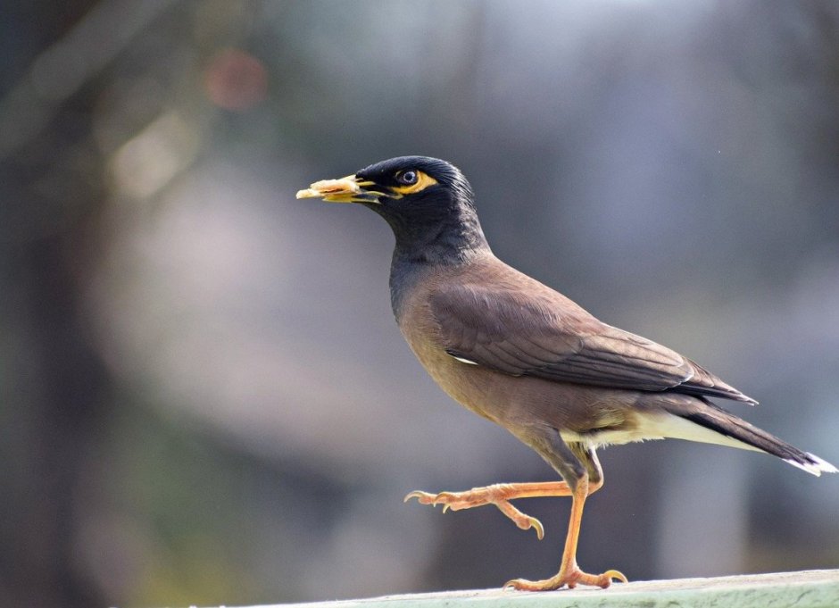 Eurasian Robin птица