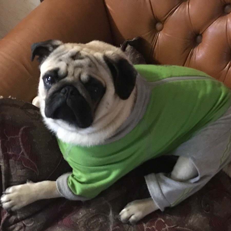 Мопс айтипедии