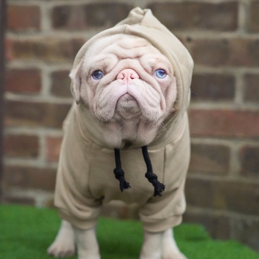 Мопс альбинос