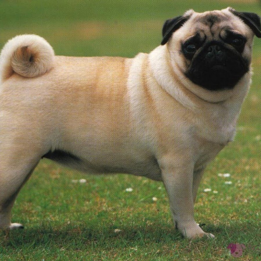 Американский ЛО-ши Мопс