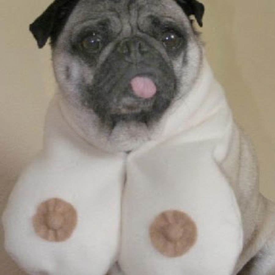 Страшный толстый Мопс