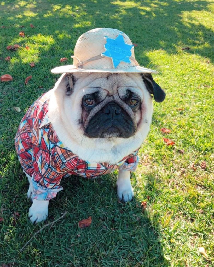 Грустный Мопс