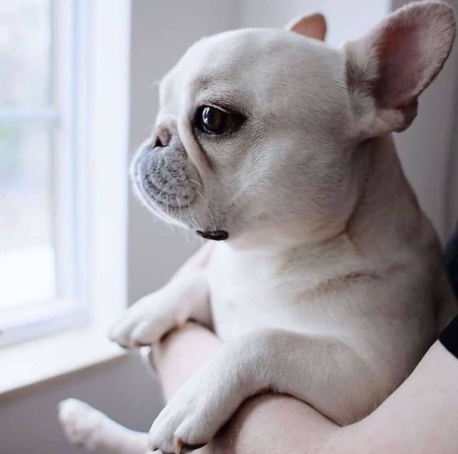 Лысый французский бульдог