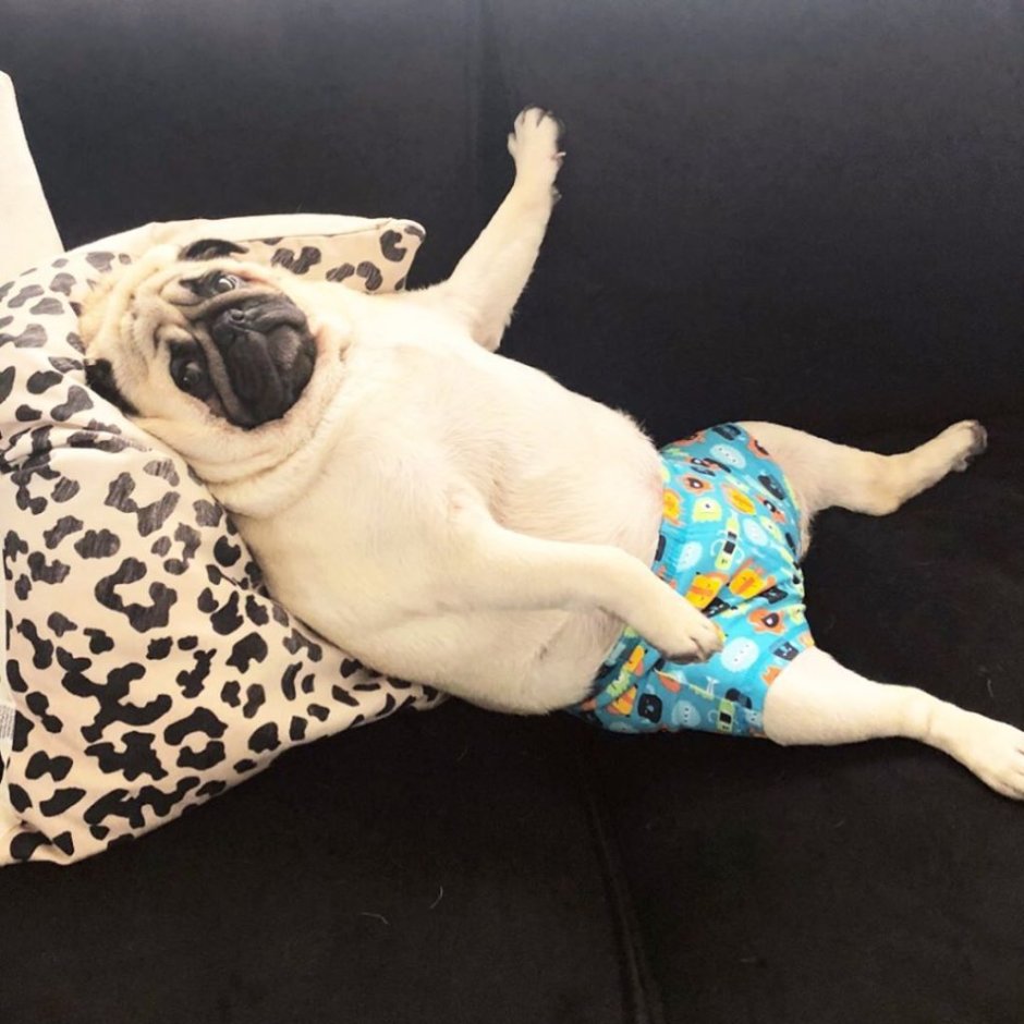 Мопс в трусах