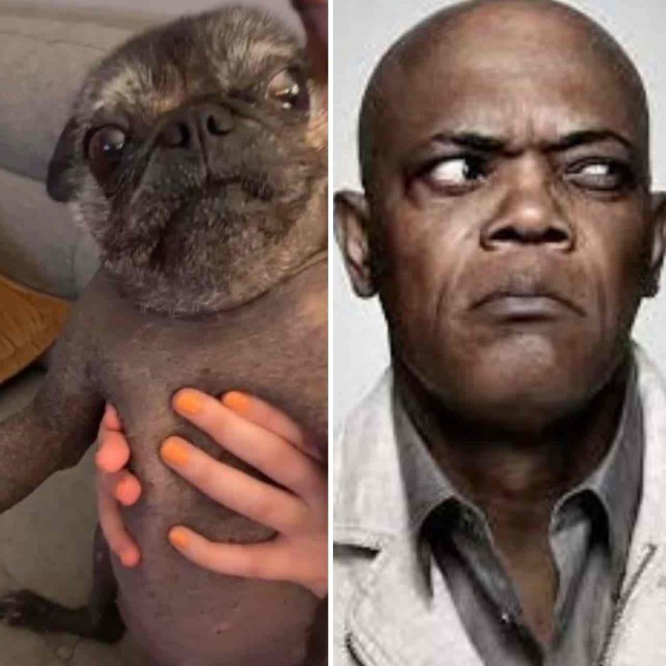 Лысый Мопс АМОГУС