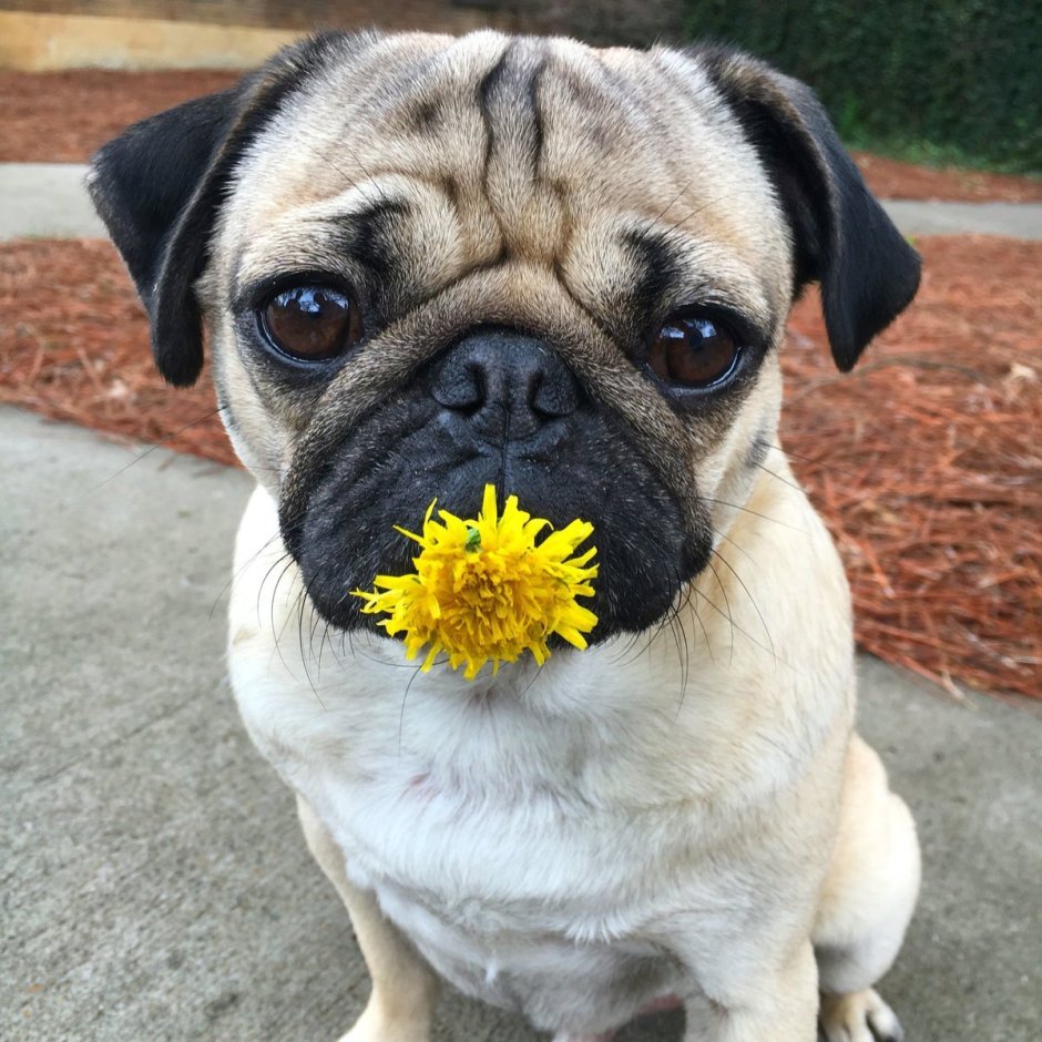 Мопс бухгалтер