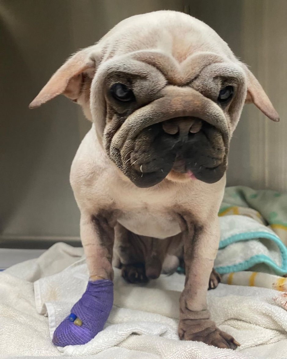 Похож на МОПСА