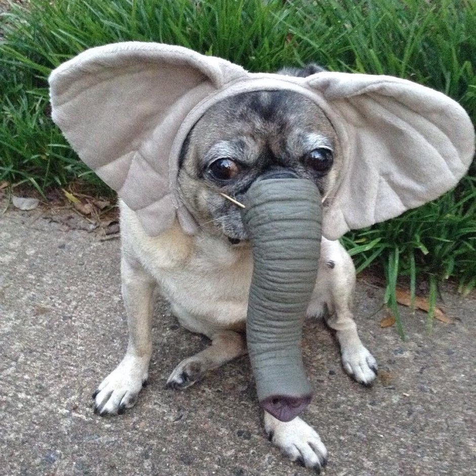 Нелепая собака