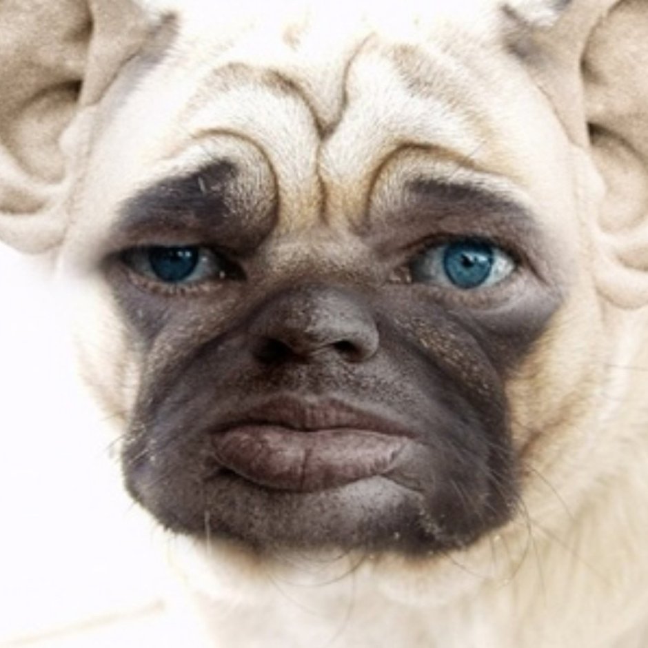 Питбуль йа йа глад ВАЛАКАС