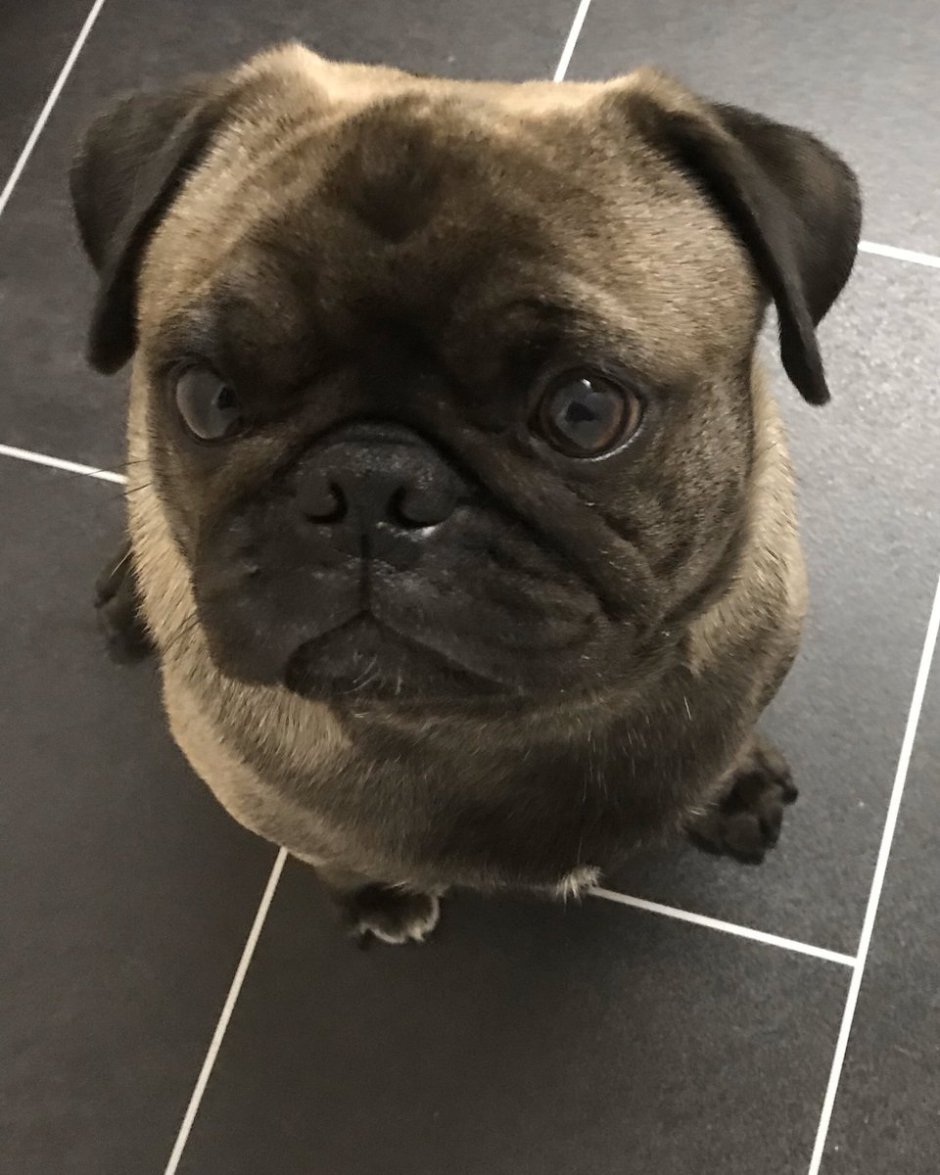 Лысый мопсик