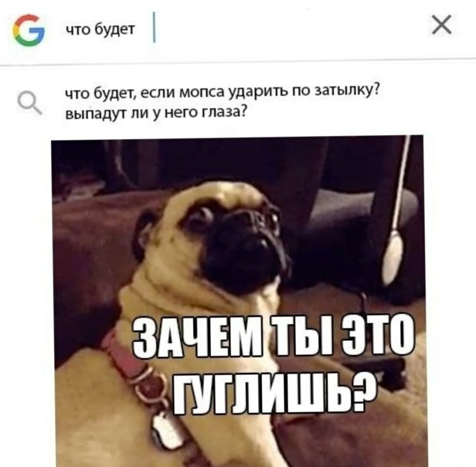 Цитаты про мопсов