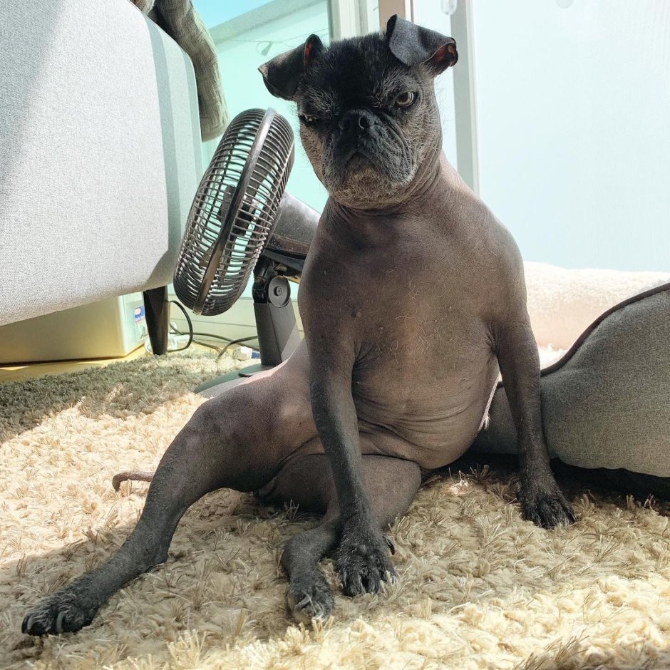 Щенки непонятной породы