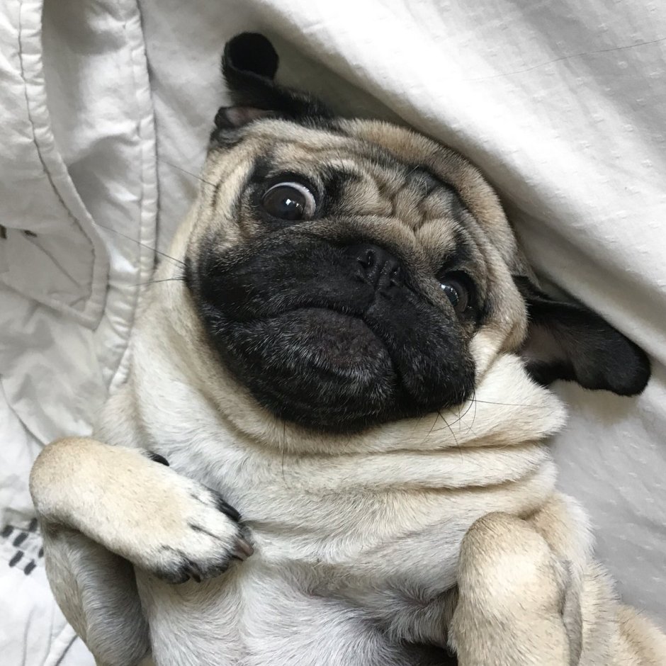 Мопсик Мончи