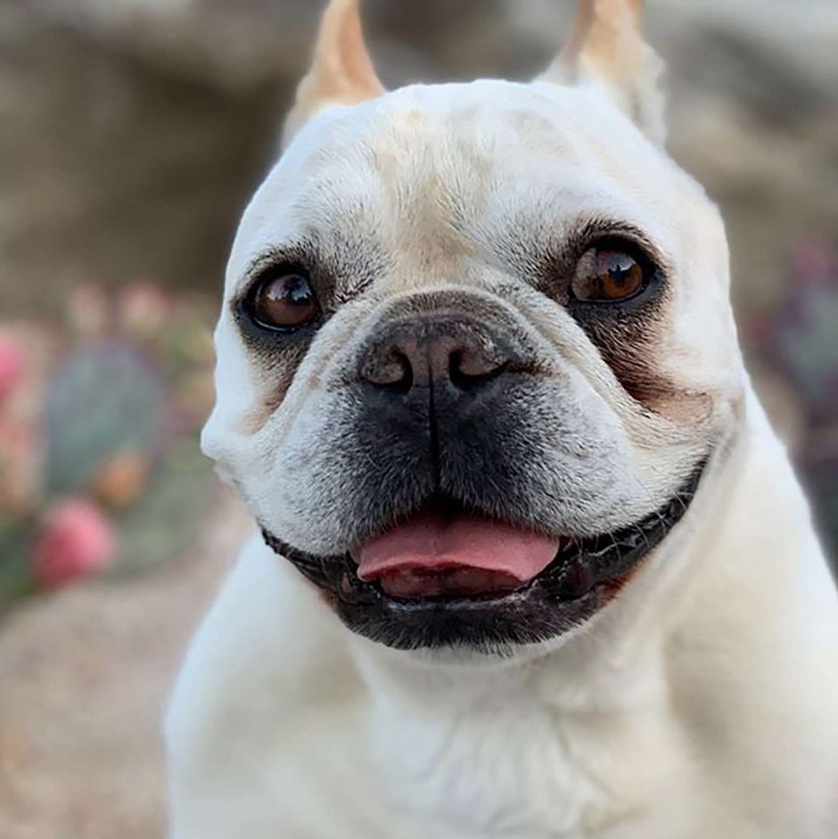 Мексиканский бульдог