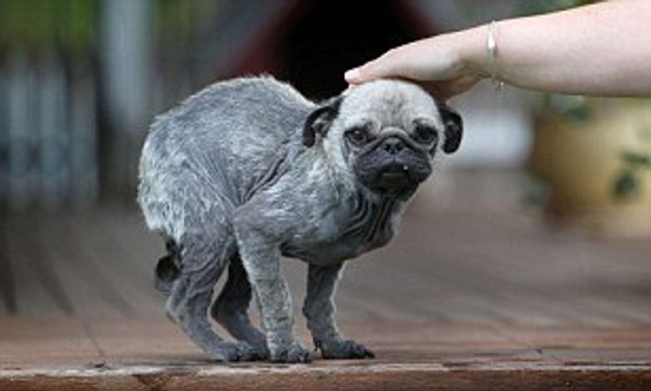 Бедный Мопс