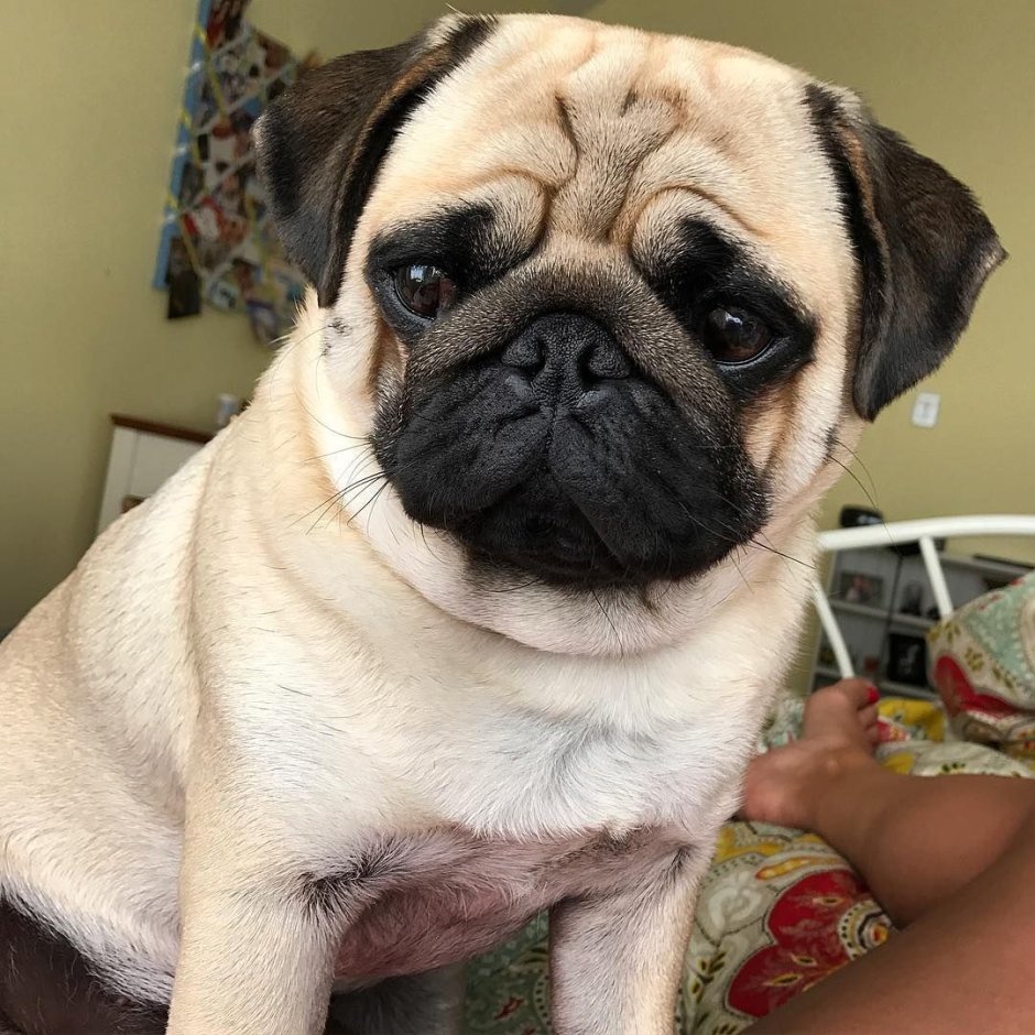 Бульдожий Мопс