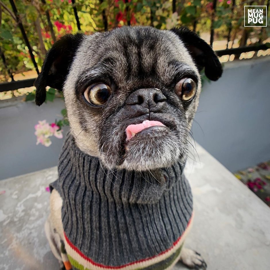 Мопс и китайская хохлатая