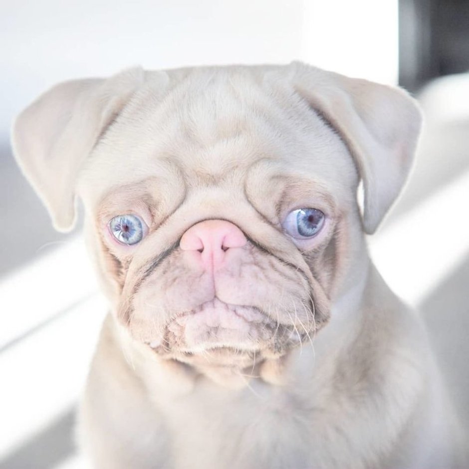 Мопс альбинос