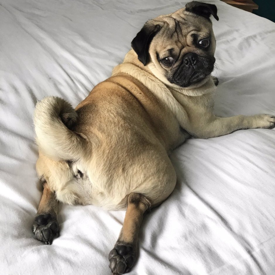 Чубася Мопс