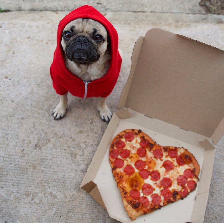 Мопсы с едой