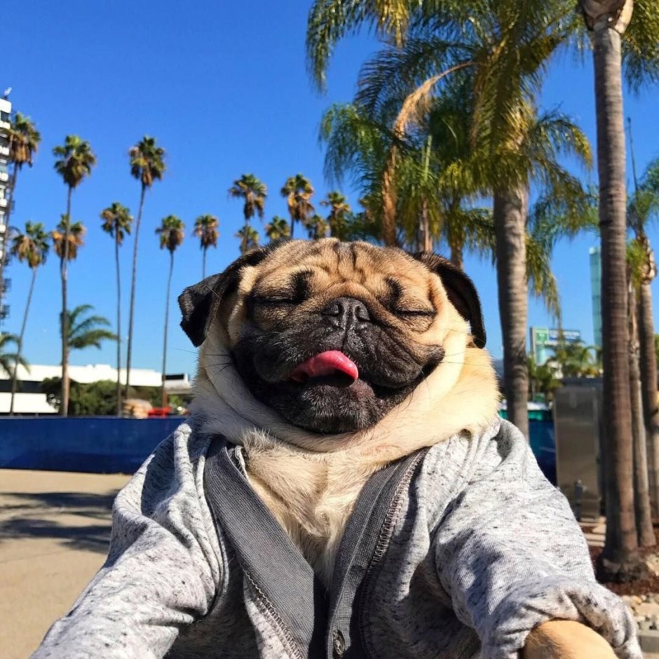 Мопс на отдыхе