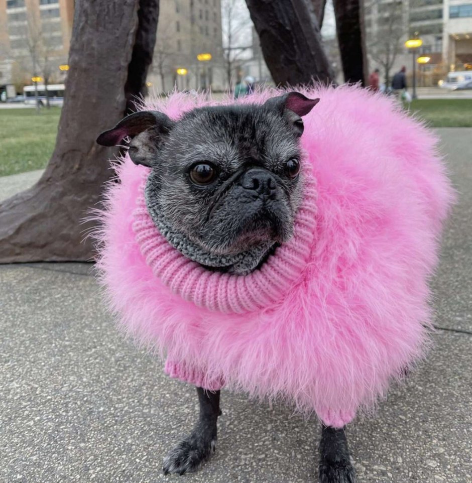 Лысый Мопс фото