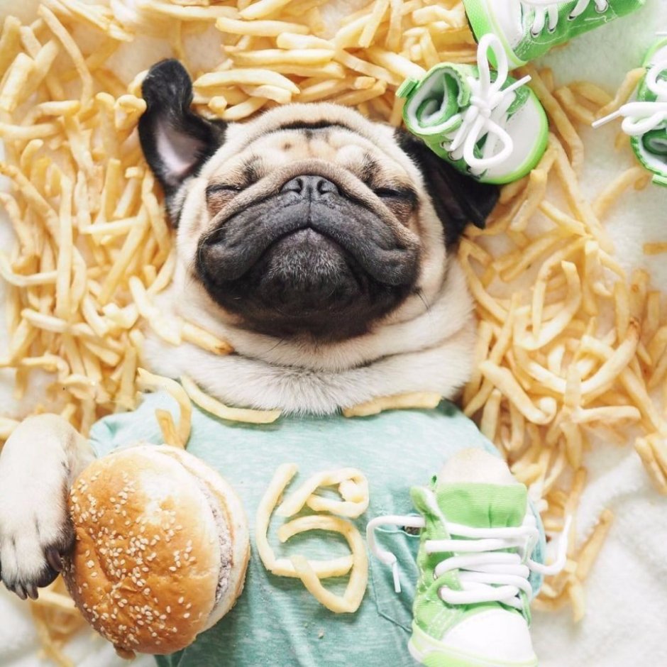 Мопс со сладостями