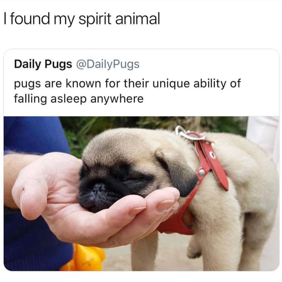 Цитаты про мопсов смешные