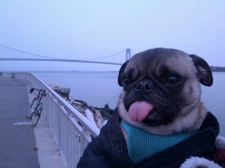 Упоротый Мопс