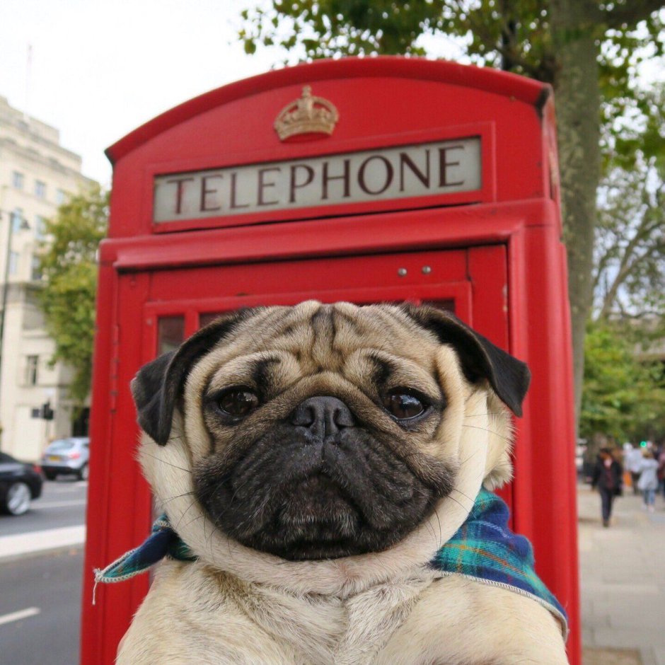 Мопс в Англии