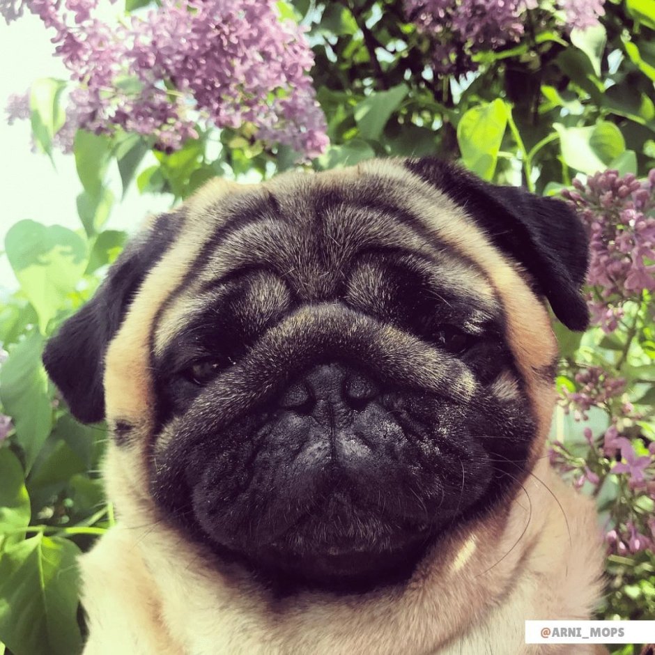 Накрашенный Мопс