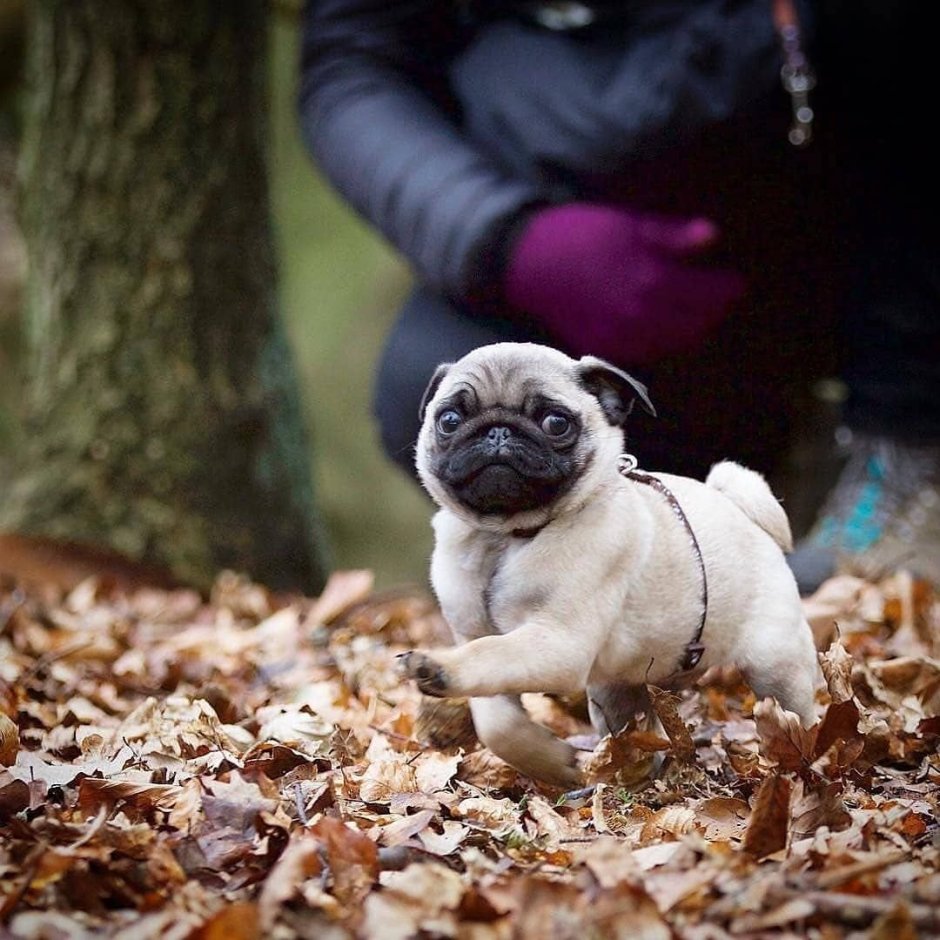 Милые щенки МОПСА