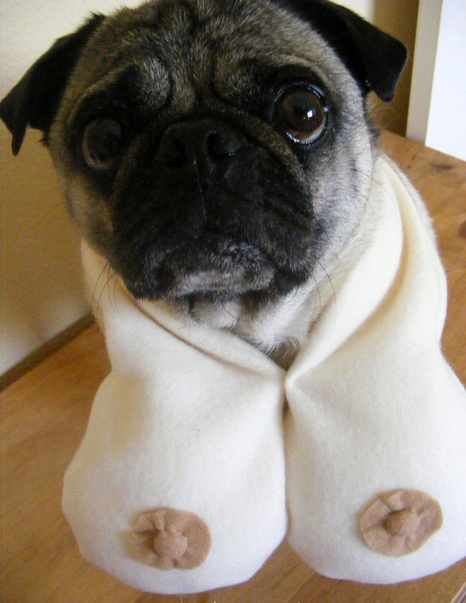 Бритый Мопс