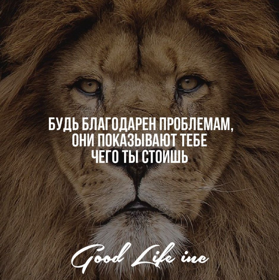 Лев цитаты