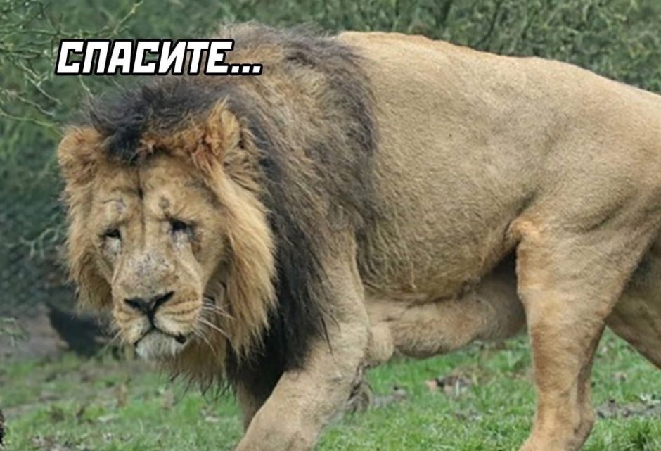 Лапы Льва