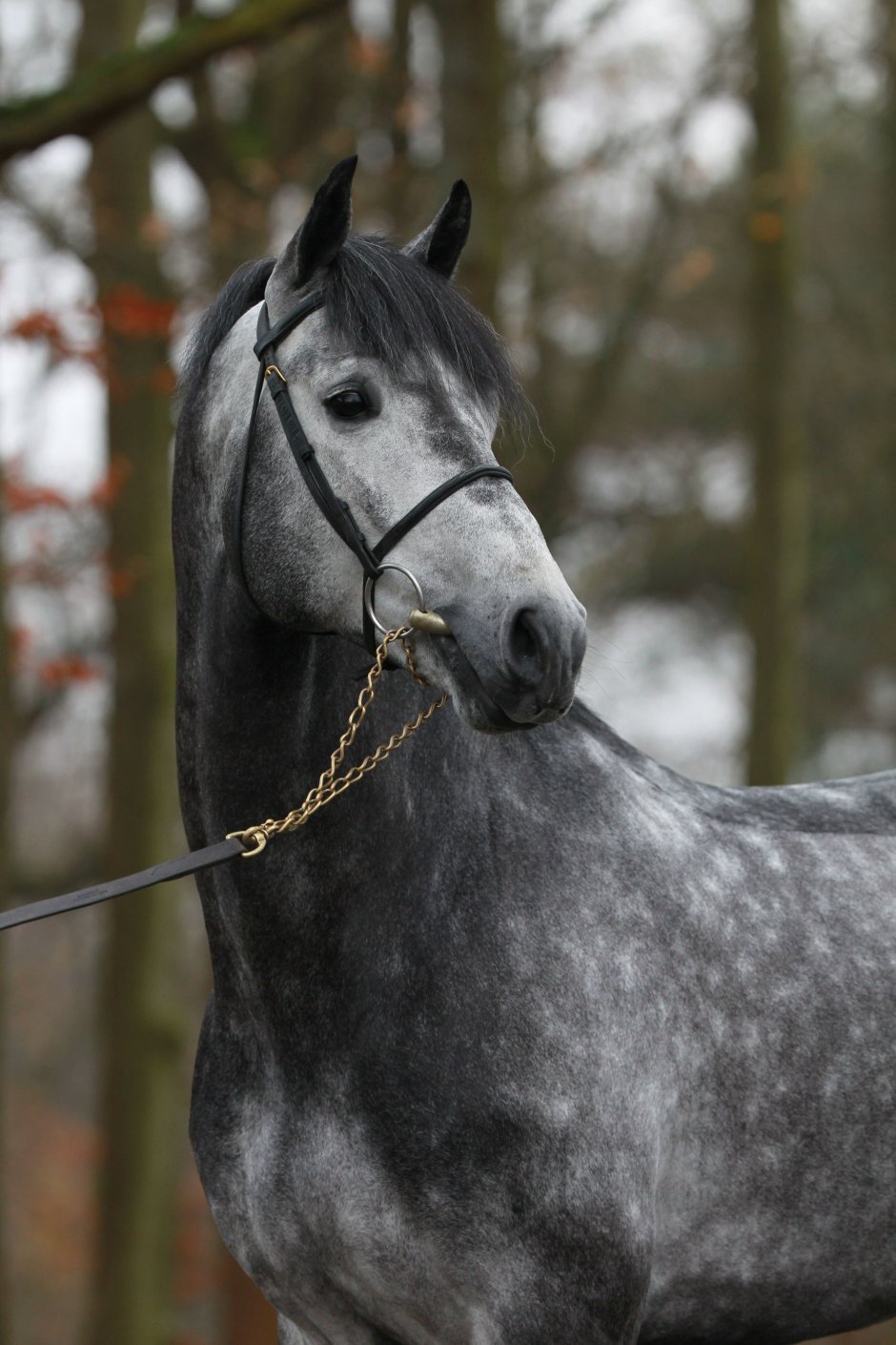 Zangersheide Horse sale